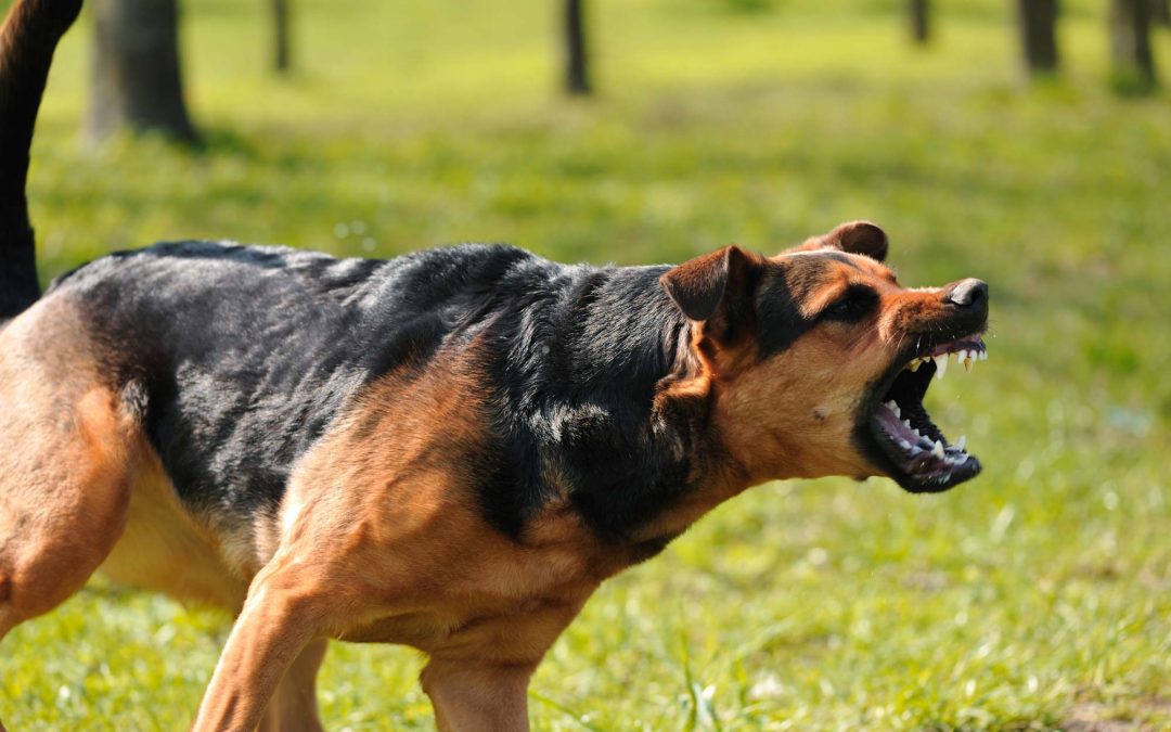 Dog Bites